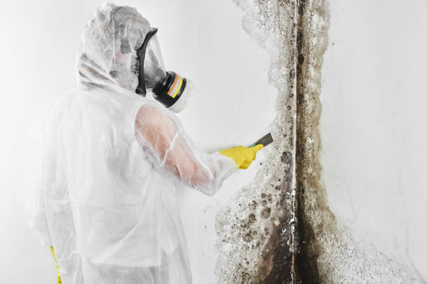 Best Emergency Mold Removal  in South Point, OH