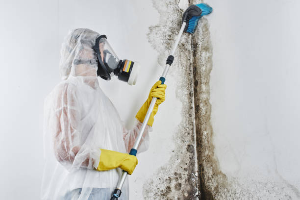 Best Professional Mold Removal  in South Point, OH