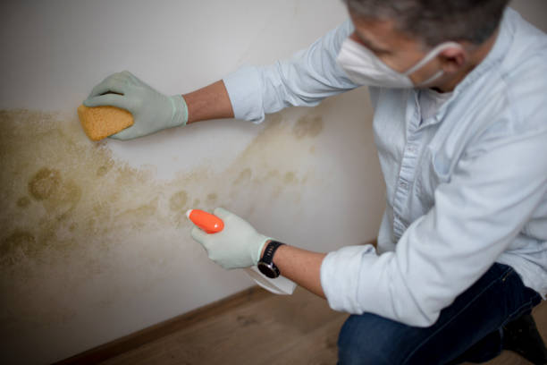 Best Mold Remediation Services  in South Point, OH