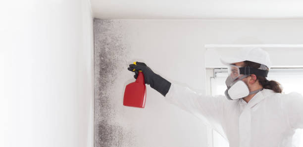 Best Certified Mold Removal  in South Point, OH