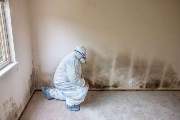 Certified Mold Removal in South Point, OH