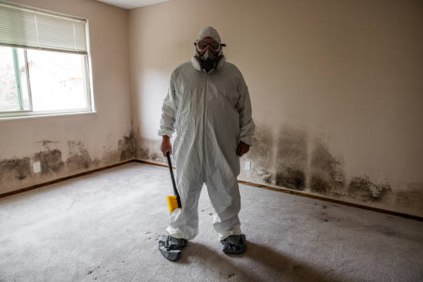 Best Toxic Mold Removal  in South Point, OH