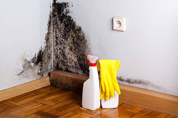 Best Mold Remediation  in South Point, OH