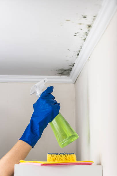 Professional Mold Removal in South Point, OH
