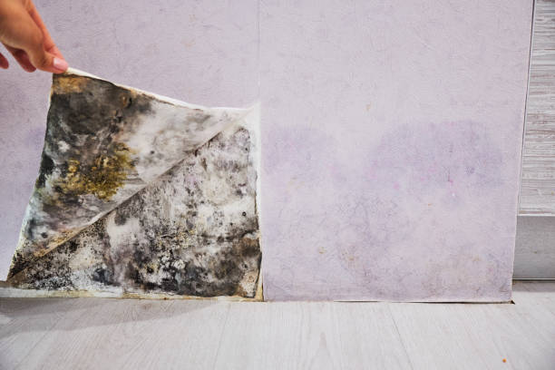 Mold Testing and Removal in South Point, OH